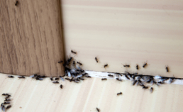 Colorado Pest Pros - How to Prevent Ant Infestation