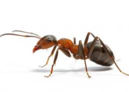 Colorado Pest Pros - Ant Extermination