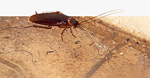 Colorado-Pest-Pros-Insect-Extermination-4