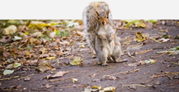 Colorado Pest Pros - Rodent & Vermin Control - Squirrels