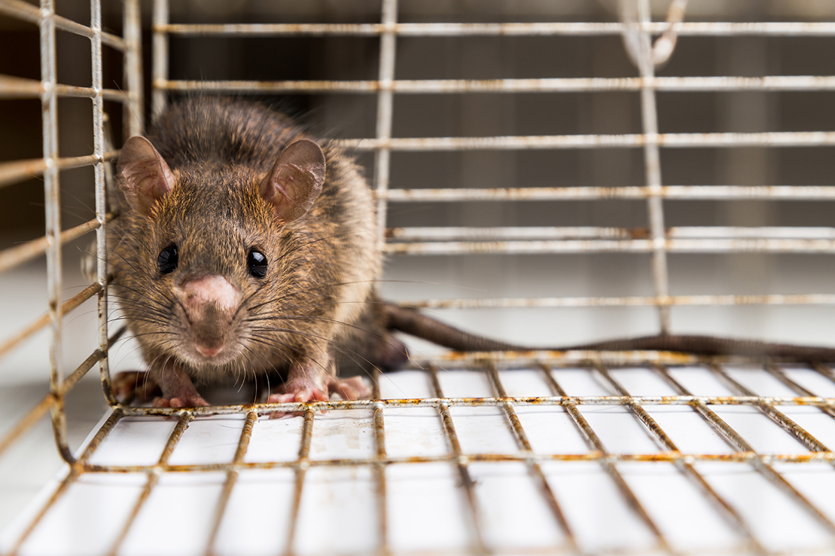 Colorado Pest Pros - 10 Items in Your Home that Mice and Rats Love